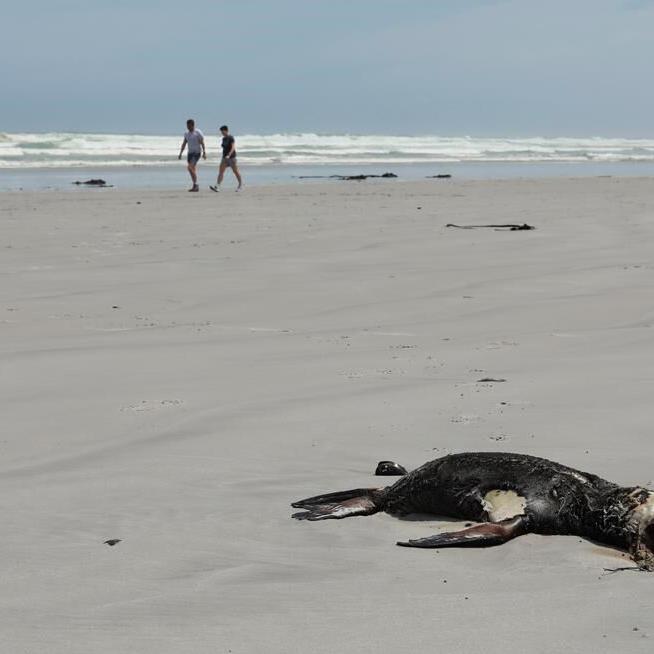 Scientists in South Africa say they have identified the first known outbreak of rabies in seals